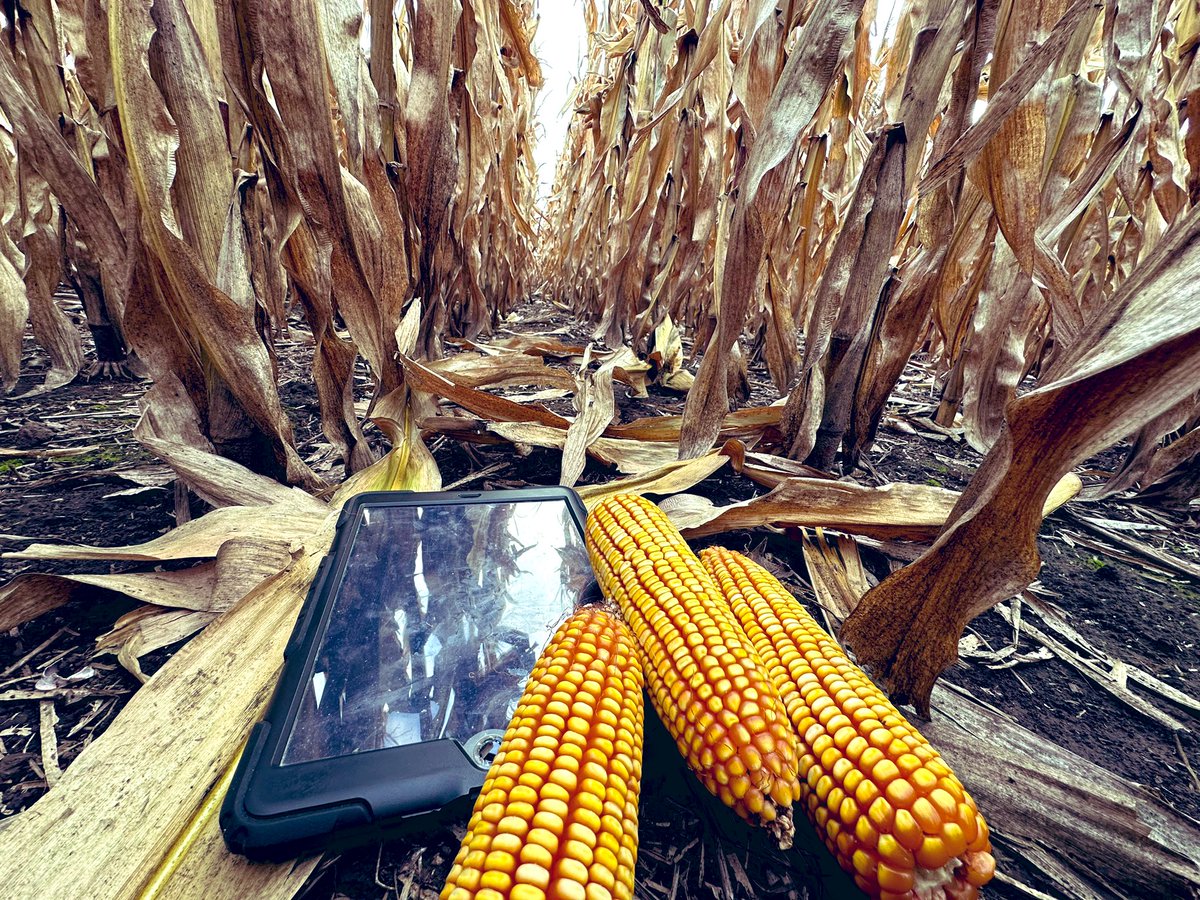 Damian Gopar tweet media