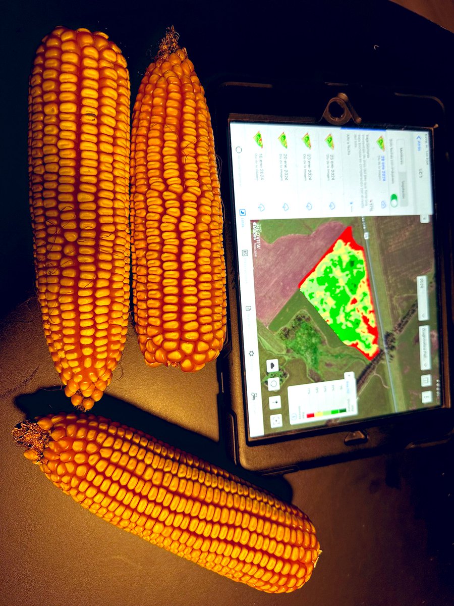 Damian Gopar tweet media