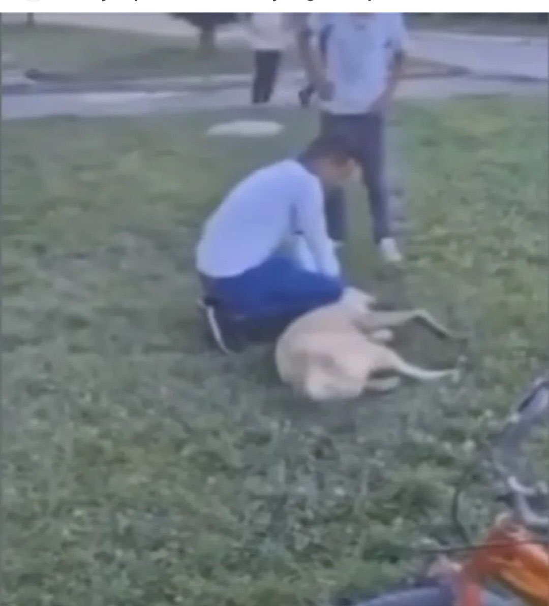 guclusinemm's tweet photo. Köpeği boğarak tepesine binen serbest hakkında hiçbir işlem başlatılmadı 

Hasta ve kısır olmayan köpekleri kendi imkanları ile belediye eşliğinde kurtardı . Hakkında işlem başlatıldı göz altına alındı  
Adalet ? Yorum sizin #sanlıurfadakatliamvar 
#BuketÖzgünlüyalnizdeğildir https://t.co/mjWjutmCGd