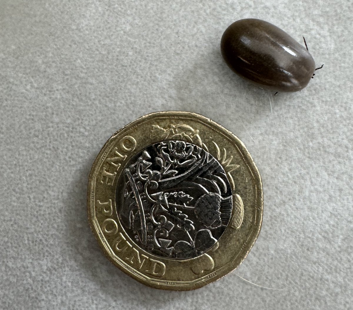 Spencer Pitts tweet media