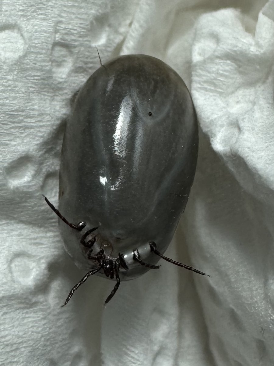 Spencer Pitts tweet media