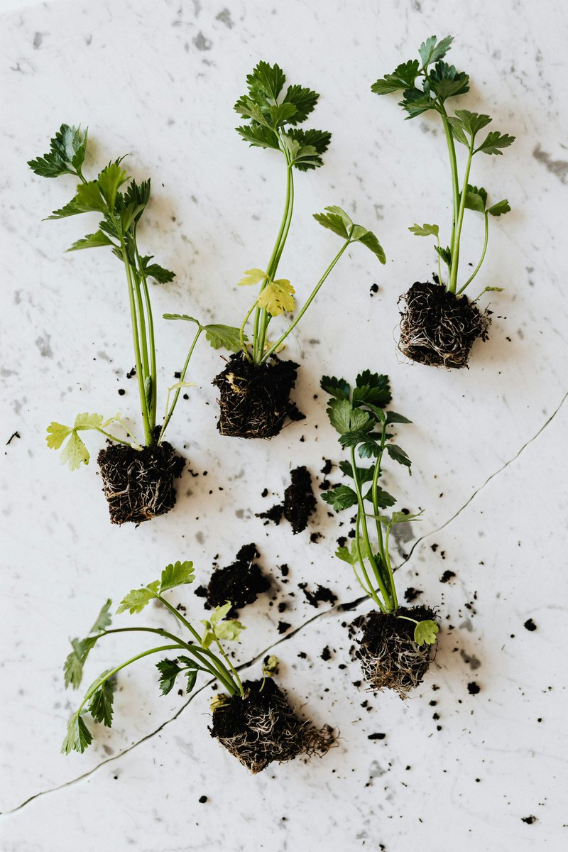 uncommonkitchen's tweet image. Transform your kitchen with a countertop herb garden! Enjoy fresh herbs year-round, reduce waste, and add natural beauty to your space. Choose your herbs, find a sunny spot, plant, and water. Let's grow together!

#HerbGarden #KitchenUncommon #FreshHerbs #DIYGarden
