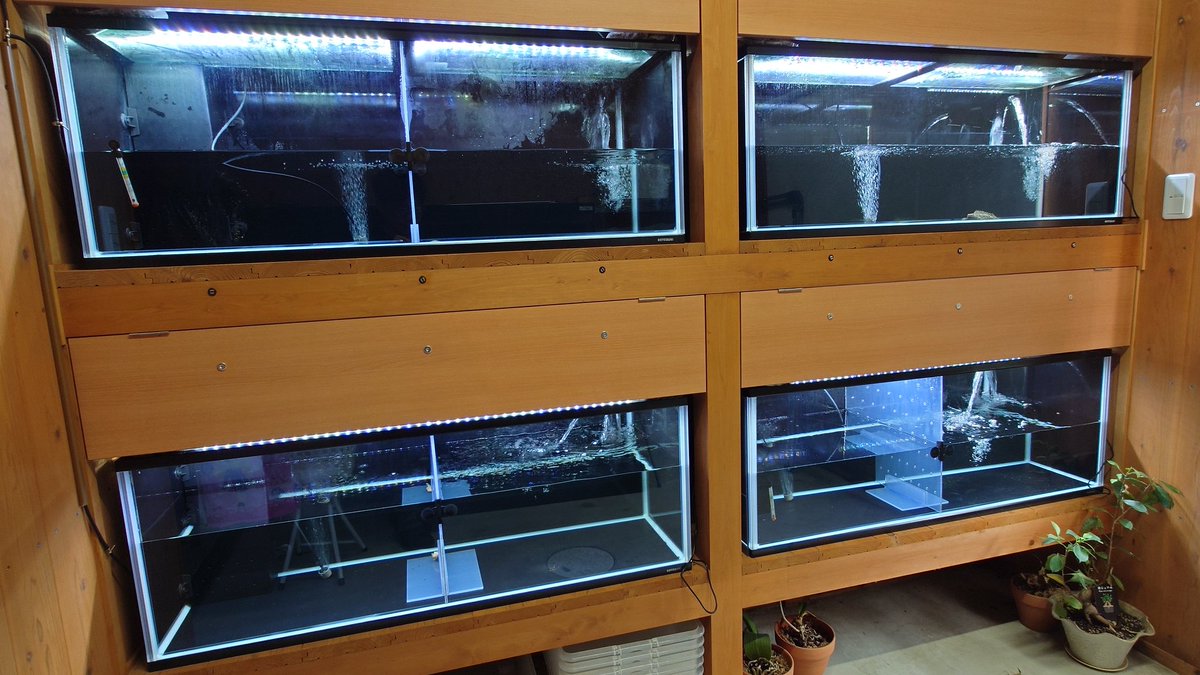 さて
空っぽになったこちらの水槽
今週末には過背金龍〜絢爛〜
入荷致します。

年内はアロワナはこれで終わりになるかもしれませんので。。

ご検討中のお客様方、入荷までお待ち下さいませm(_ _)m