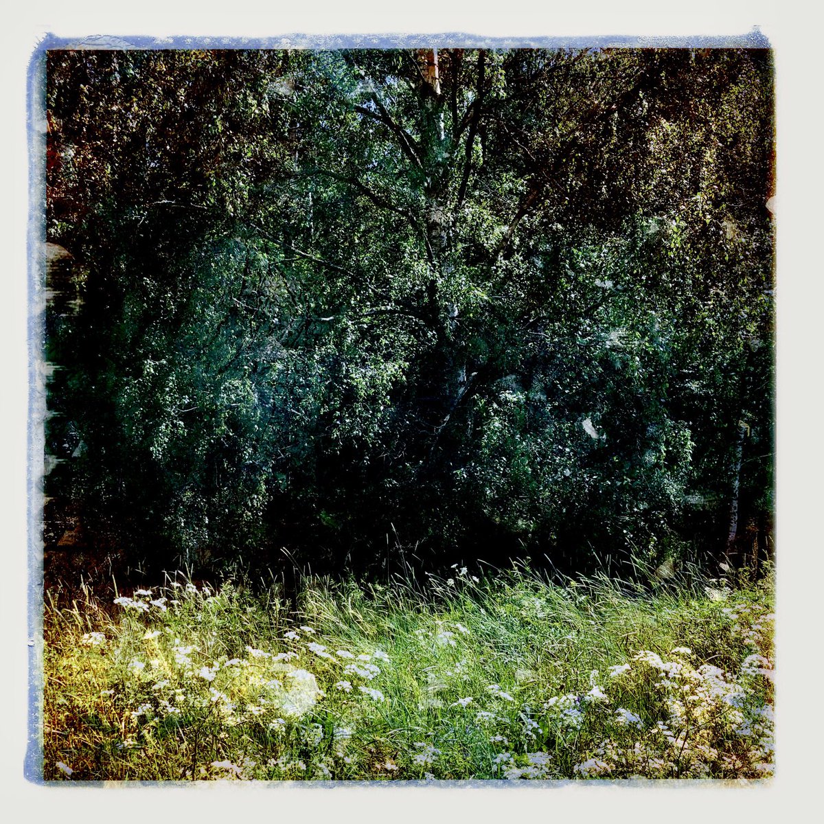 AnneKinnunen1's tweet image. #Mondaywalk