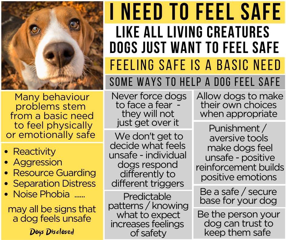 Dubs4Mutts's tweet image. 🐶 “I need to feel safe…” ♥️
On #FeelingSafe &amp;amp; #ResourceGuarding #Dog101 #DogTips #DogTraining #Dogs #AdoptDontShop #FostersSaveLives