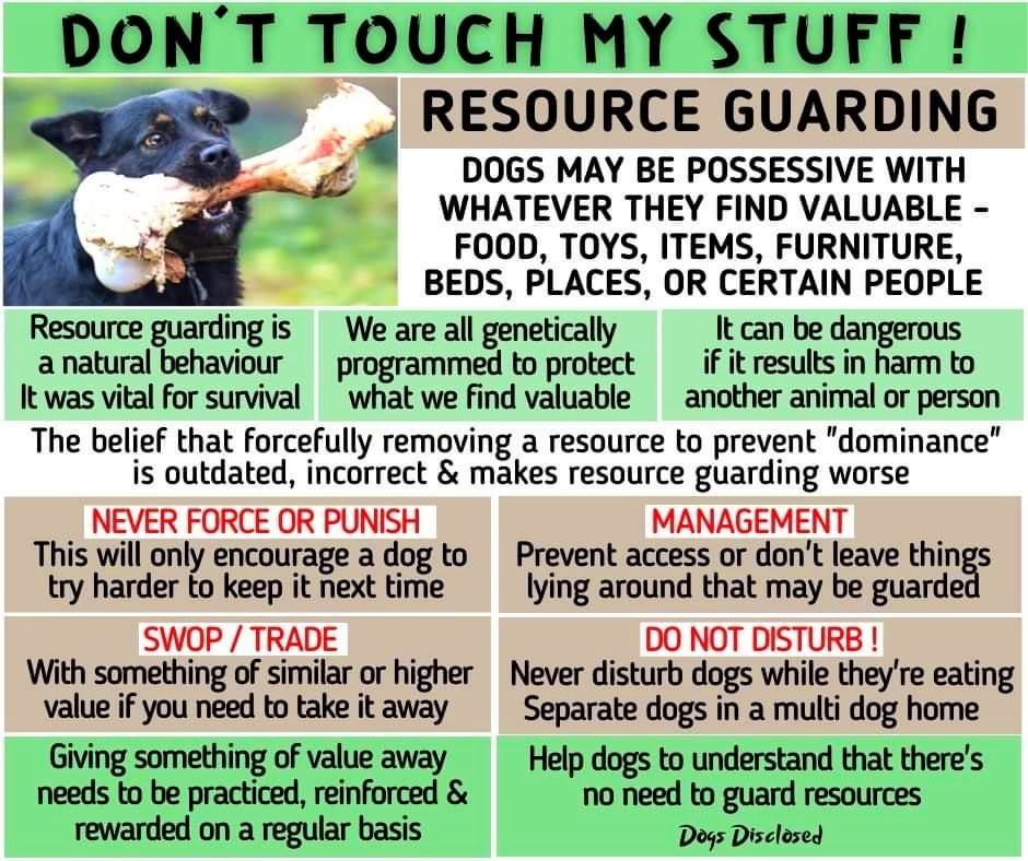 Dubs4Mutts's tweet image. 🐶 “I need to feel safe…” ♥️
On #FeelingSafe &amp;amp; #ResourceGuarding #Dog101 #DogTips #DogTraining #Dogs #AdoptDontShop #FostersSaveLives
