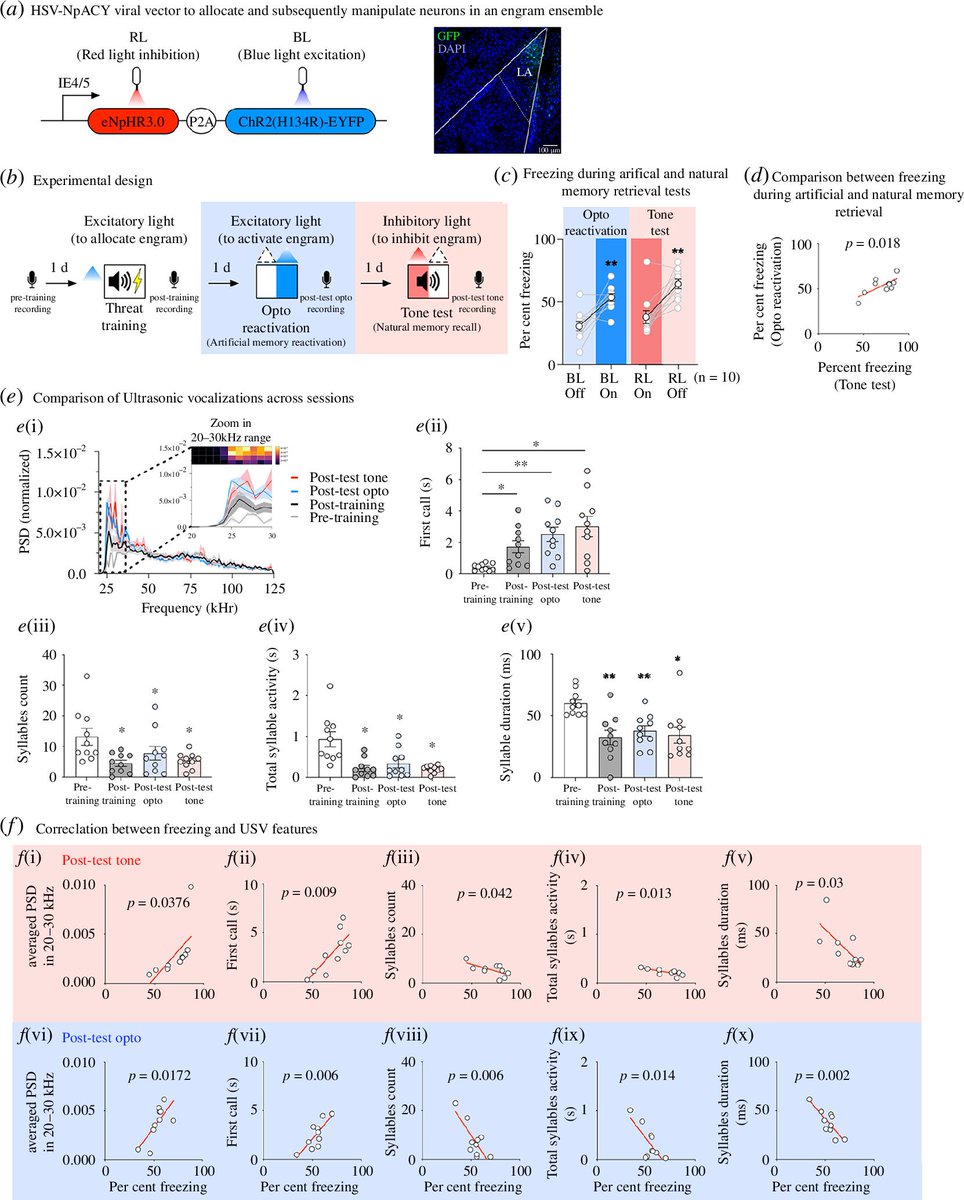 Sheena Josselyn (@sjo09) on Twitter photo Our latest comparing natural memory retrieval to optogenetic engram reactivation (artificial memory retrieval) examining different behaviours. Fun venture into syllable structure of USVs. Thanks to amazing <a href="/madpatcher/">Sungmo Park</a>, Sang Yoon Ko & <a href="/Franklandlab/">Paul Frankland</a>. 1/2 Our latest comparing natural memory retrieval to optogenetic engram reactivation (artificial memory retrieval) examining different behaviours. Fun venture into syllable structure of USVs. Thanks to amazing <a href="/madpatcher/">Sungmo Park</a>, Sang Yoon Ko & <a href="/Franklandlab/">Paul Frankland</a>. 1/2