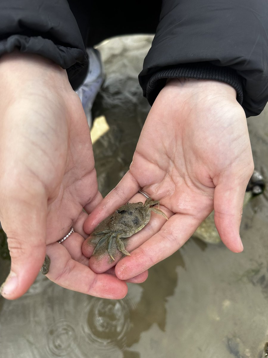 StRomerosCS's tweet photo. Year 10 had a great morning completing their Ecology Required Practical at Goring Beach. We are so lucky to have such a fabulous local free resource. ππΌβοΈπ#teamromeros #gcsescience https://t.co/G8PIQc2UaR