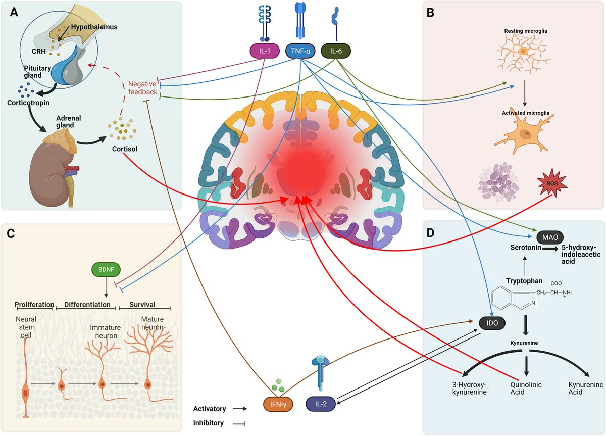 Immune dysregulation is central to depression and bipolar disorder.

🧵1/11