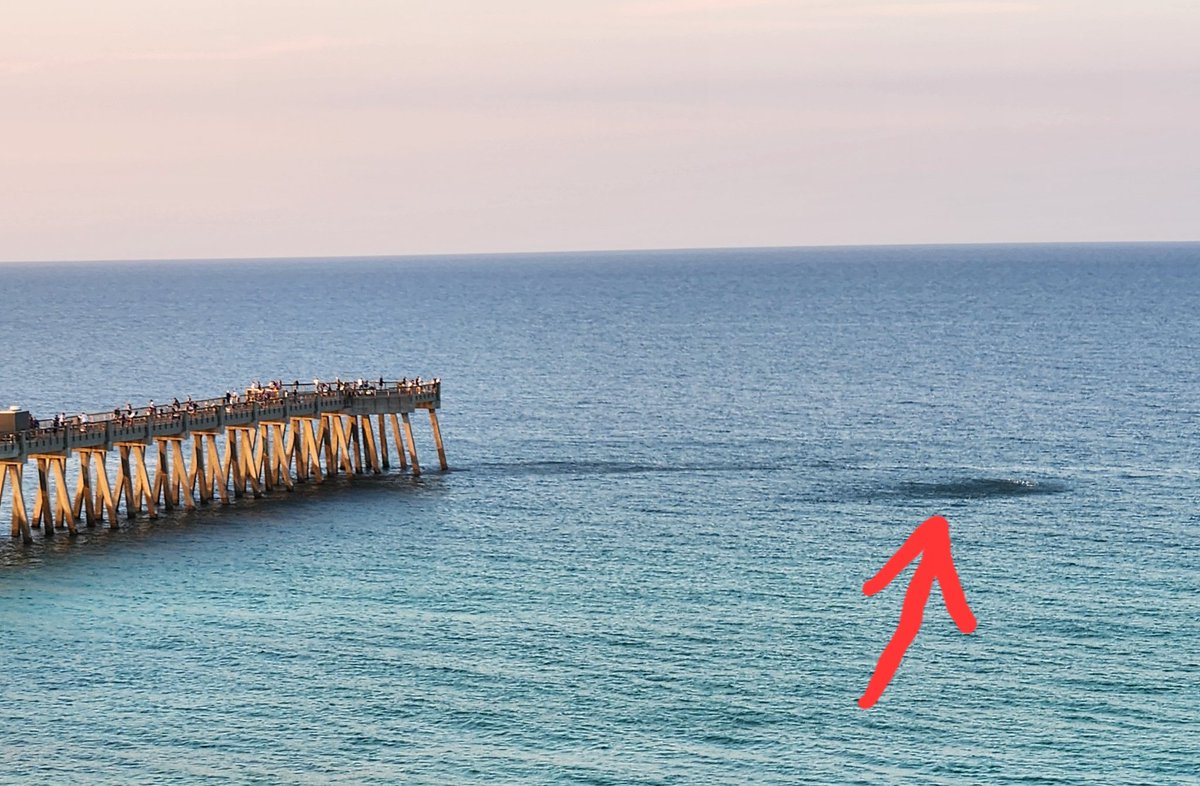 smore4672's tweet photo. Breakfast from the balcony. 

Schooling fish frolic and disturb the water. Predators notice, coming from below to hunt and scatter. Last, the aerialists arrive: gulls and pelicans dive from above. 

And the morning rout is on while the glassy sea watches. https://t.co/hucqymX62S