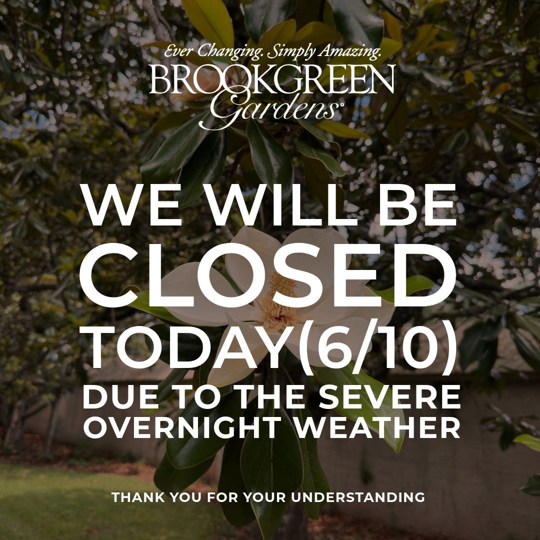 brookgreensc's tweet photo. Due to the severe overnight weather, the Gardens will be closed today. We hope everyone fared well through the storm and appreciate your understanding. Stay safe, and we look forward to welcoming you back soon!
#Closed #WeatherClosure #Update https://t.co/qLpkcELolb