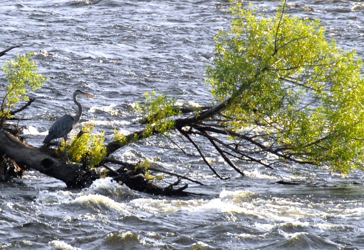 Good morning from @cityoflowellma 
merrimackvalley.org/cities-and-tow…

#VisitMA #MyLocalMA #MerrimackValley