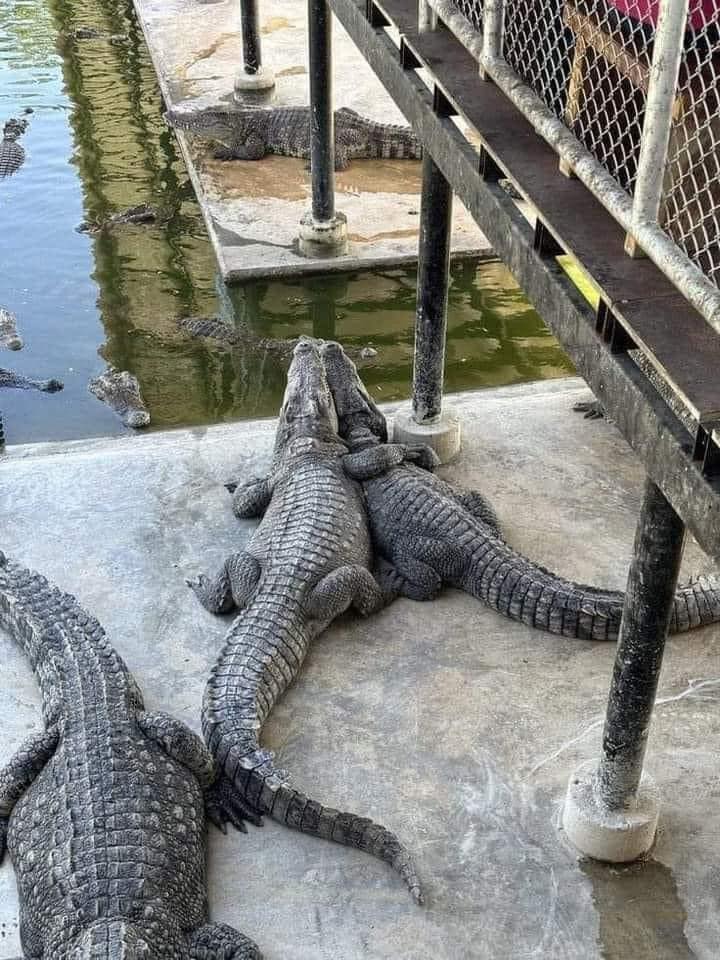 us if we were ancient reptilians with walnut brains that mostly vibed 95% of the time but the 5% is insane violence mode