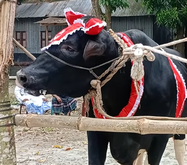 মাদারীপুরে এখন আলোচনায় ২৫ মণ ওজনের আরেক প্রিন্স মামুন