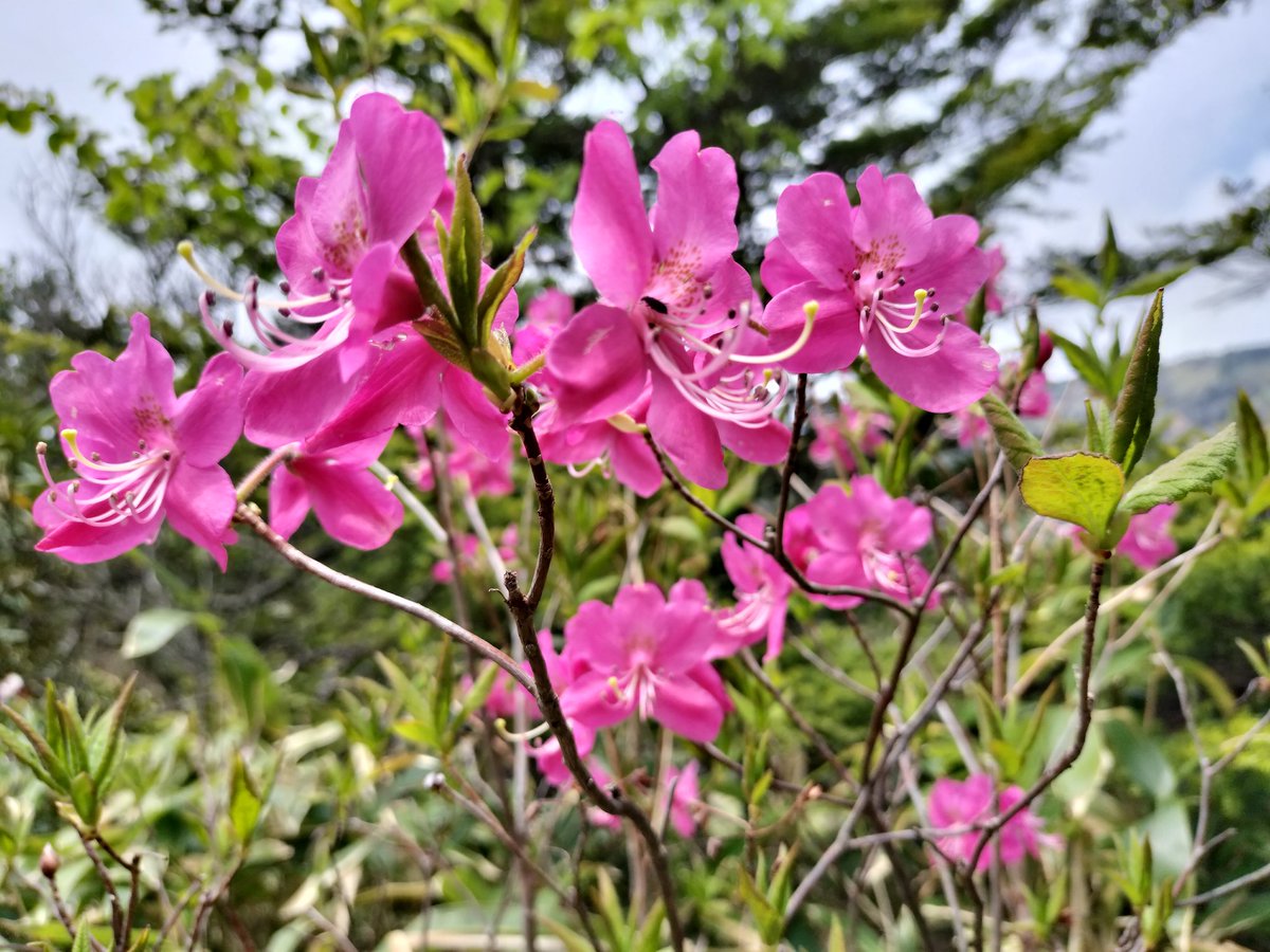 HotakaYari's tweet photo. 群馬県の芳ヶ平湿原、群馬県と長野県の県境にある横手山に登って来ました。草津白根山は、入山規制中なので、規制がかかっていないエリアへ。素敵な湿原でした。約20年振りに草津に訪れ、温泉も堪能しました。温泉饅頭押し売りのウザさは、今も健在💦（2024.6.6）。#草津白根山 #芳ヶ平湿原  #横手山 https://t.co/Mid6ampJku