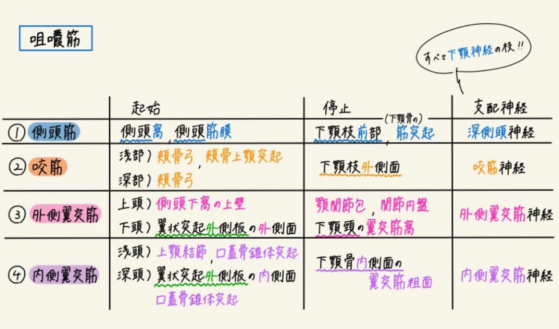 まとめノート(解剖学) 咀嚼筋