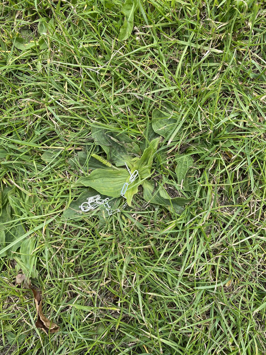 ExploraNeedham's tweet image. Yesterday I walked the dog in the 3 fields behind the house &amp;amp; lost a bracelet I have only just bought. Nothing flashy (&amp;lt;£30) today I searched all 3 fields with no joy. Dejected I walked home and just as I gave up I saw it there. How no one else found it I will ever know