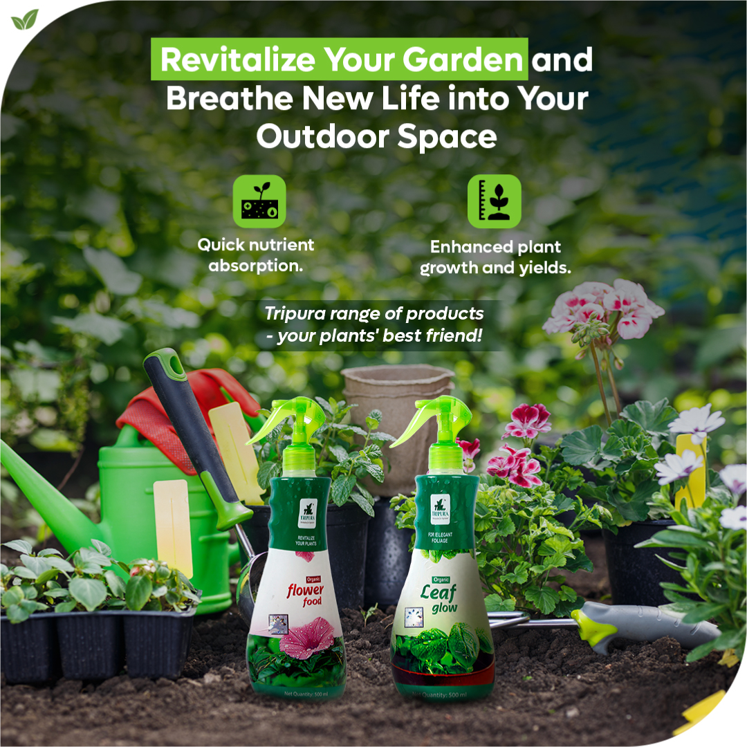TripuraBiotech's tweet photo. Boost plant health and yields with our fast-acting, nutrient-rich formulas. Whether you're a gardener or a farmer, Tripura foliar sprays deliver immediate benefits for thriving plants.
#gardenersworld #leafgrow #flowerfood #organicfertilizer #availableonamazon #tripurabiotech https://t.co/v0LaWgI9c7