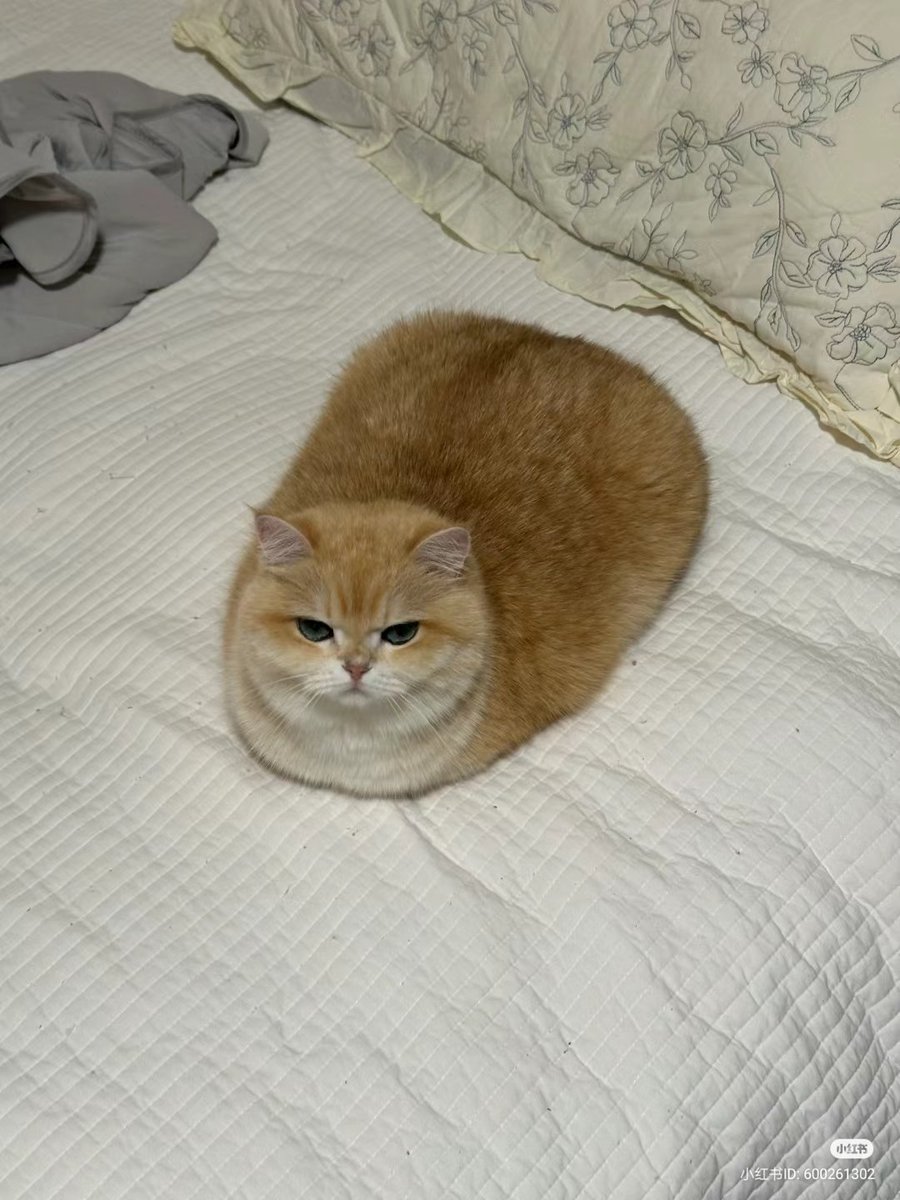 nocontextscats's tweet photo. 🍞 https://t.co/LaaaFuQPqG