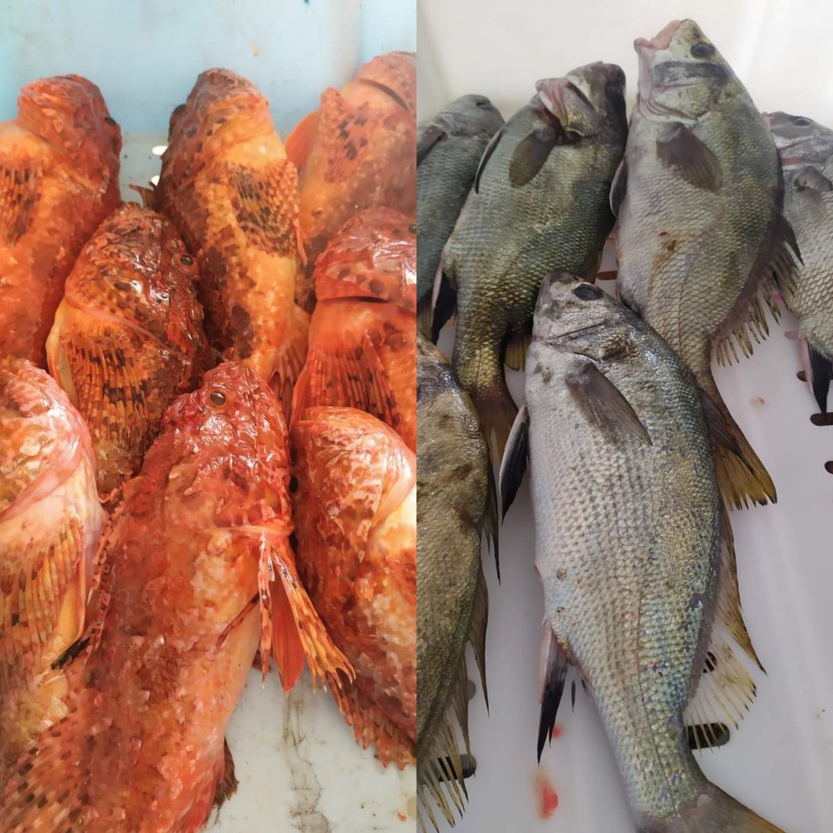 CalaBonaRadio's tweet image. Peix del Port i Cala Bona 
Directament de la barca.

Aquesta setmana fara bon temps cada dia!!! OBERT de dimarts a divendres de 10'30 a 12 hores!!!!
 #mallorca #peixfresc #peix #fishing #pescado #pescadores #pesca #calabona #sonservera #CALIDAD #peixquebota #llagosta #langosta