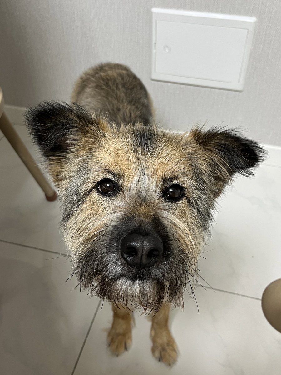 전세계 통틀어 입양신청 0건...
암퐈 암퐌.. 괜찮아 딩디딩딩..