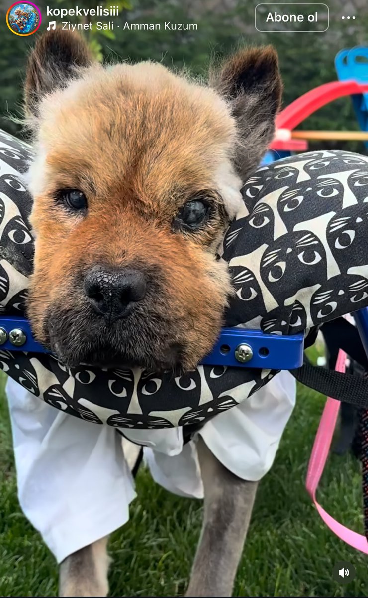 Buket fotoğraftaki felçli yavruya evinde bakan ve bunun gibi bir çok  hasta hayvana sahip çıkan bizim canımız kadındır.
Kendinize gelin ve tekmeleyerek Erosu öldüren caniyi tutuklayın. #köpekvelisi <a href="/otekidunyali/">meric keskin</a> çığlık atmak istiyorum.Bu hiç adil değil 😔