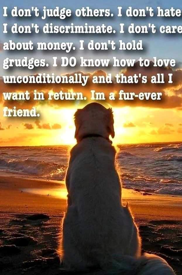 samanthas_frnds's tweet photo. And GOD made a DOG... โค๏ธ๐พ๐๐๐ป๐ถ๐๐
#bethepersonyourdogthinksyouare #fureverfriend
#samanthasfriends #love #cherish https://t.co/5SwaJesx1d
