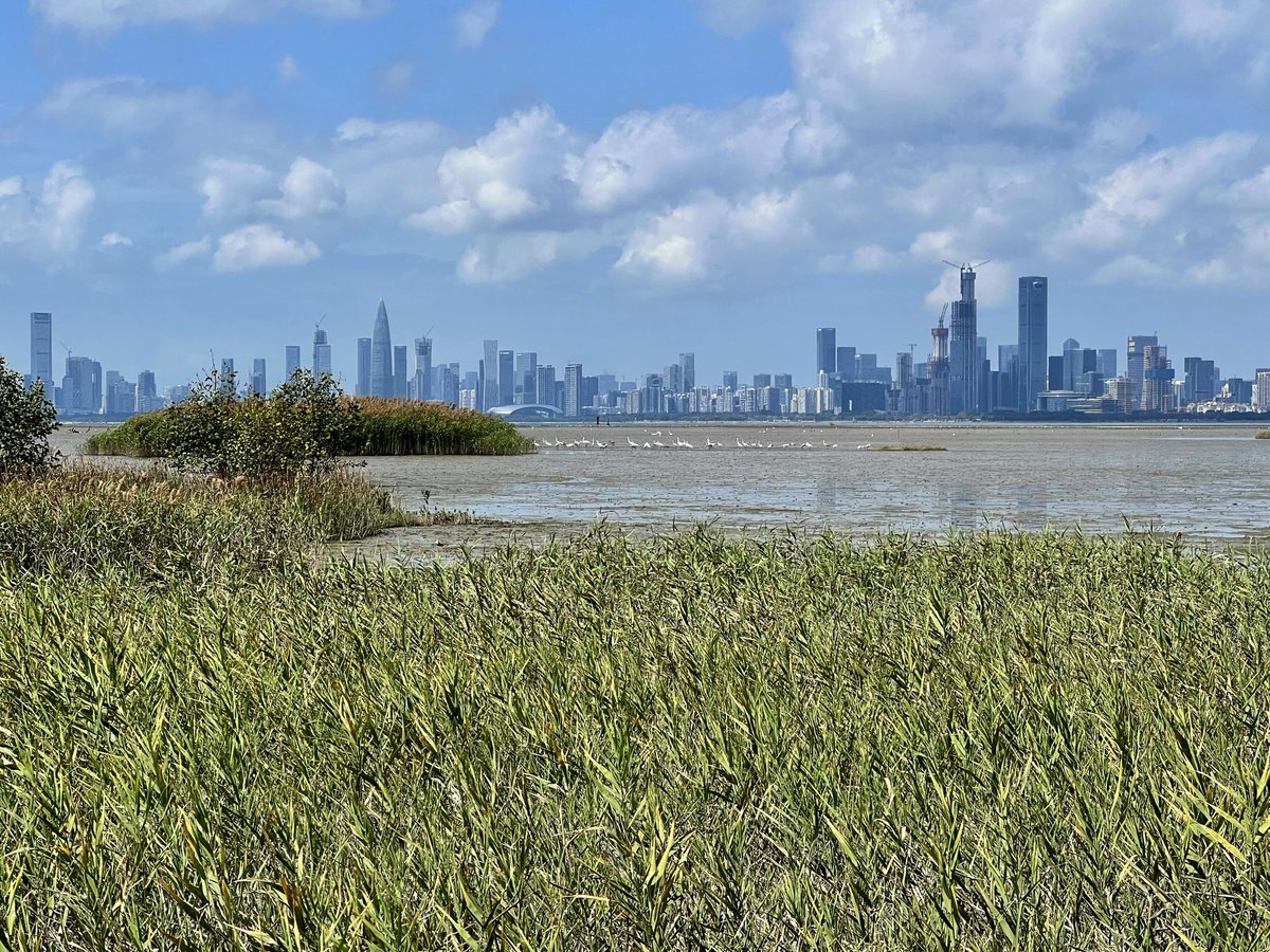 #SUDOXphoto2024 WINNER: ENVIRONMENTAL CATEGORY 🏆 📸

Sada Lam, MSc in Sustainable Urban Development student

Title: The City and The Herons
Location: Mai Po Reserve, Hong Kong

#sustainabledevelopment #urbanism #urbandevelopment #sustainability
