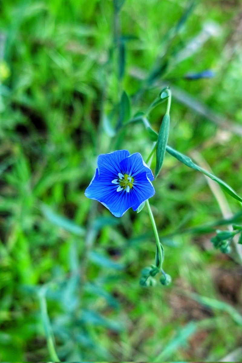wander4insp's tweet photo. Open to a sunny day.
A blue flax wildflower at Red Rocks Park begins opening up to the early morning light.
#GoldenColorado #RedRocksAmphitheater #MorningHike https://t.co/9bzpSQzWaL