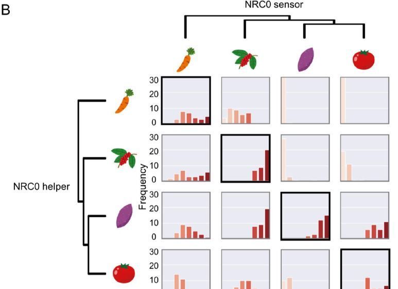 The NRC0 gene cluster of sensor and helper NLR immune receptors is functionally conserved across asterid plants (Toshiyuki Sakai, Mauricio P Contreras, Claudia Martinez-Anaya, Daniel Lüdke, Sophien Kamoun, Chih-Hang Wu, Hiroaki Adachi) buff.ly/3Rj0thr
