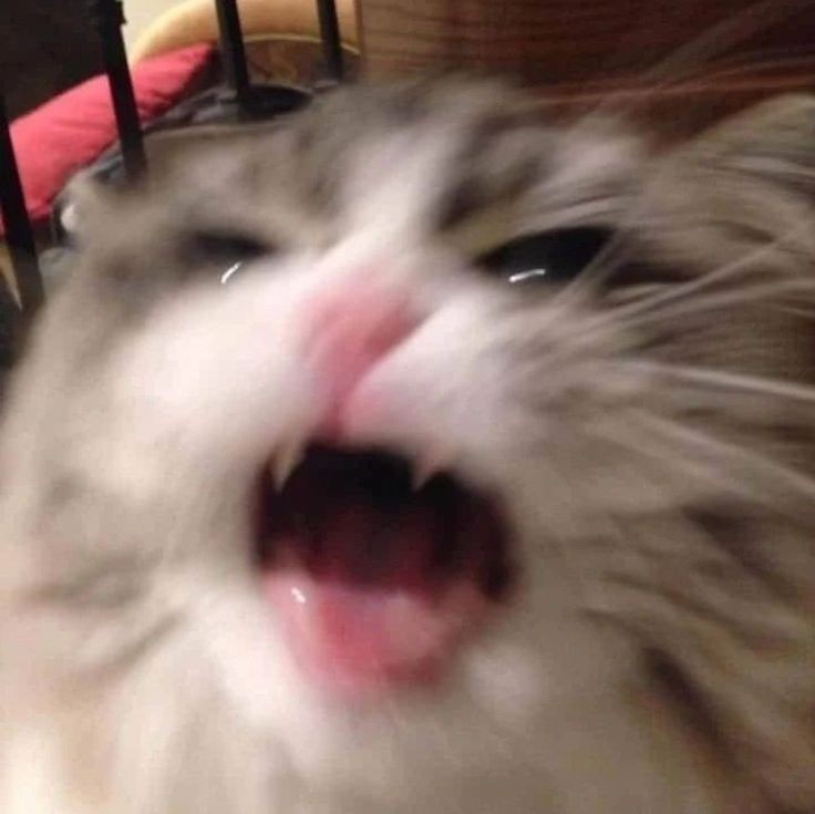 I just found out that almost all of my medical issues that I've been dealing with and been having constant checkups for 6+ years are most likely linked to a single thing that my doctors have known about since at least April and possibly last year...