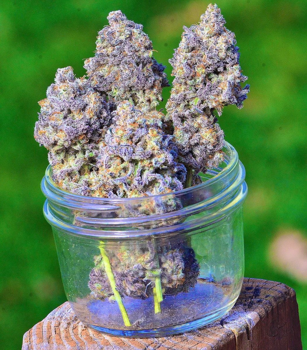 Herb Approach tweet media