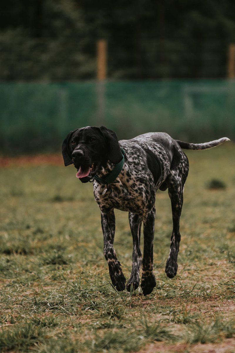 Happy 1st birthday to my gorgeous pup. Couldn’t have got through the last year of this doctorate without you 🤍🐾