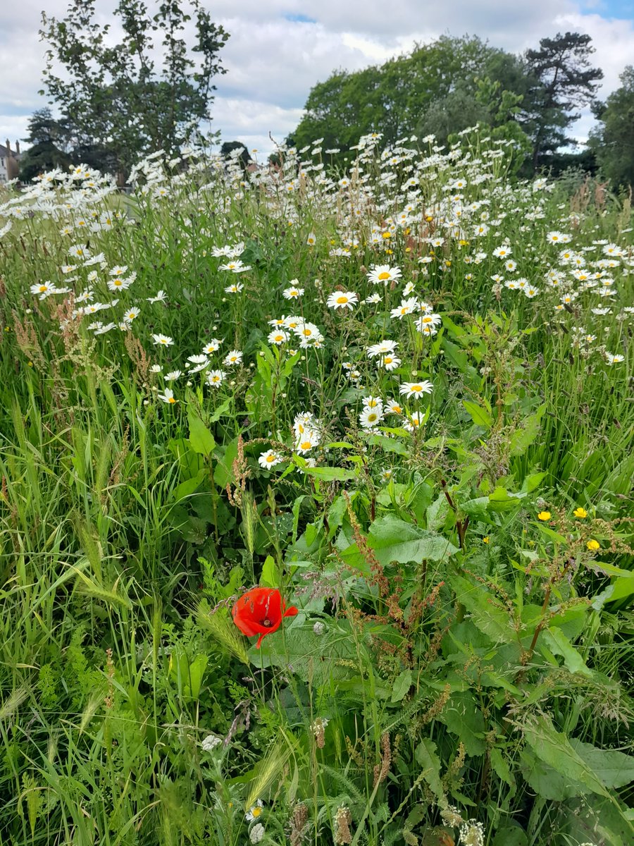 can100org's tweet photo. 🌱🦋🌻🐝 Nikki &amp; Liz from CAN met with @theparksfoundation to discuss their great work in Bournemouth, Christchurch, and Poole. They brainstormed ways to engage kids, teens &amp; families. Learn more: https://t.co/JZsTK7LLcc 🐝🌻🦋🌱 #ParksFoundation #BCP #CommunityEngagement https://t.co/7tKYmnkQDY