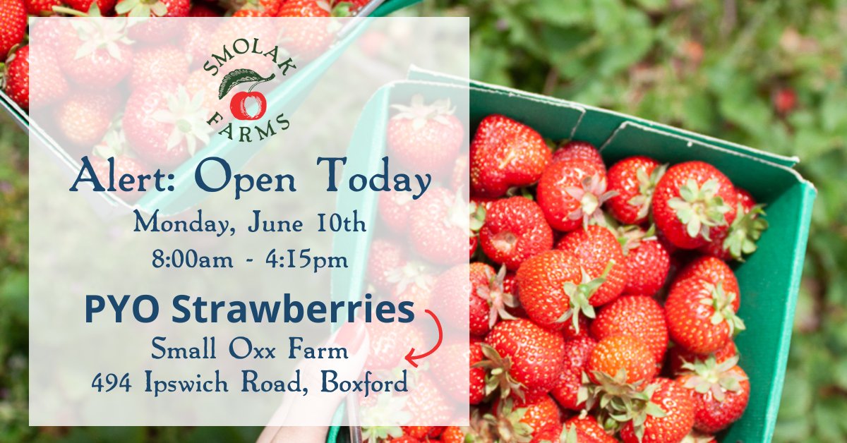 🌸🍓 It's Here! PYO Season at Smolak Farms Has Officially Begun! We are thrilled to announce that today marks the official start of Pick-Your-Own (PYO) Strawberry season at Smolak Farms! 🍓🌻