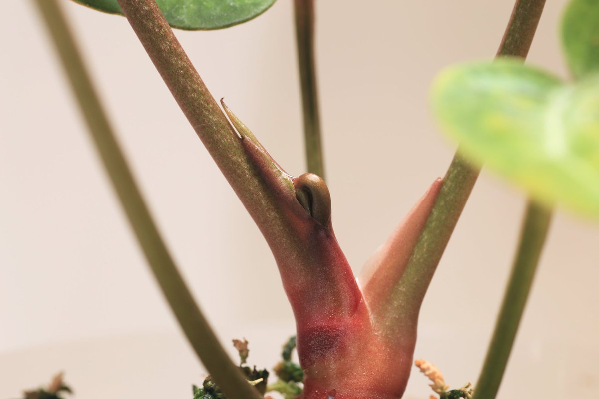 エンジェルズドリーム
こちらも4月のドリームガーデンでお迎えして3枚目の小さい葉っぱが出てきた✨