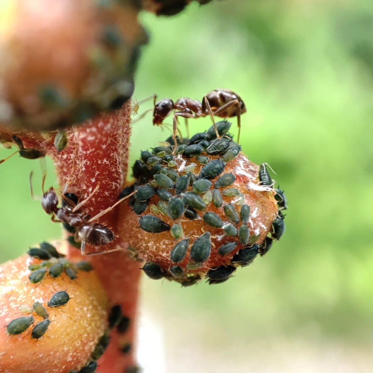 ultimatumusui's tweet image. 最近花の写真多かったので、こちらディッキアの蕾です。
#Aphidoidea
#Formicidae
#アブラムシ
#アリ