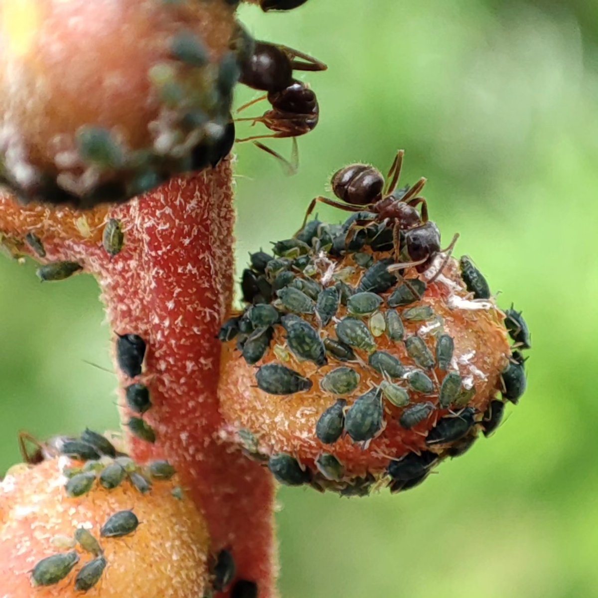 ultimatumusui's tweet image. 最近花の写真多かったので、こちらディッキアの蕾です。
#Aphidoidea
#Formicidae
#アブラムシ
#アリ