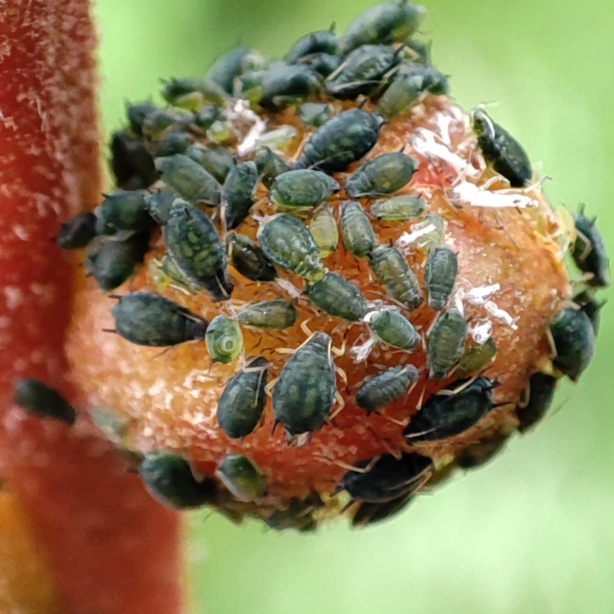 ultimatumusui's tweet image. 最近花の写真多かったので、こちらディッキアの蕾です。
#Aphidoidea
#Formicidae
#アブラムシ
#アリ