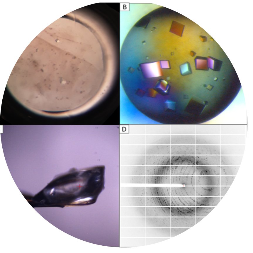 PhD student position <a href="/SOLARIS_science/">SOLARIS Centre</a> The project aims to develop novel crystallographic fragment screening methodology. Still some days to apply. Close collaboration with my group at <a href="/MCB_UJ/">Malopolska Centre of Biotechnology UJ</a> <a href="/Struc_biol_PL/">Structural Biology PL</a> <a href="/JagiellonskiUni/">Uniwersytet Jagielloński</a>  Please RT 
tinyurl.com/fragmentscreen