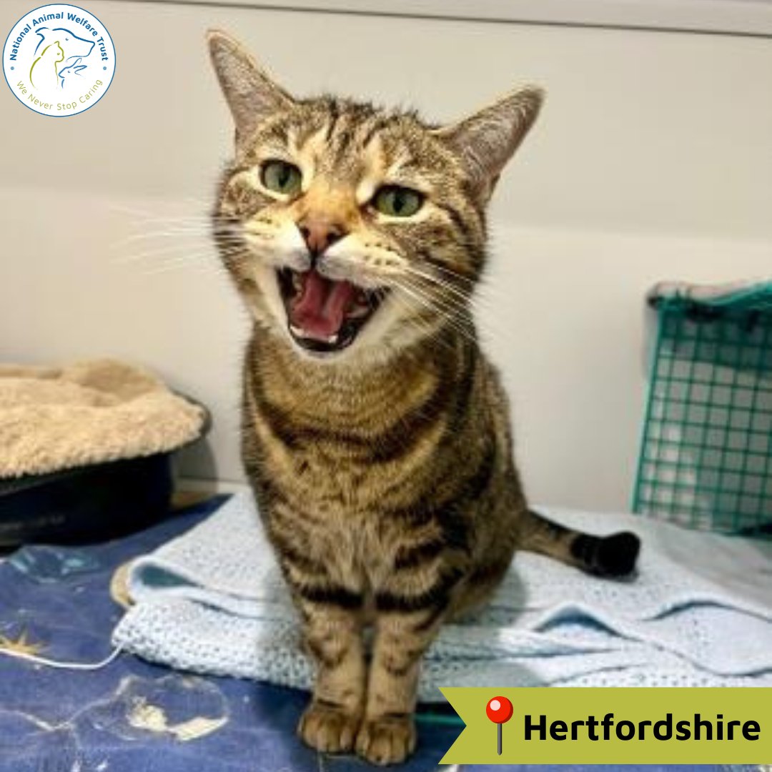 Tabitha is a 6-year-old girl looking for a home. Due to coming in as a stray, not much is known about her past. But what we have learnt, is she is a friendly, confident girl, who likes to greet people and will meow as you approach her pen. 😻

nawt.org.uk/rehoming/anima…

#cats