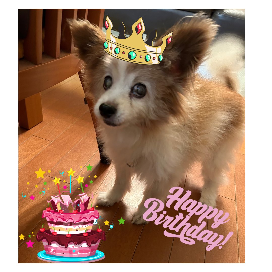 mu_chan_papi's tweet photo. 今日は17歳の誕生日🎂
色々病気はあるけど
これからもずーっと一緒❤️
長生きしてね
#パピヨン　#寝顔　#17歳　#老犬　#心臓病  #白内障　#誕生日 https://t.co/SBcoNUhPAp