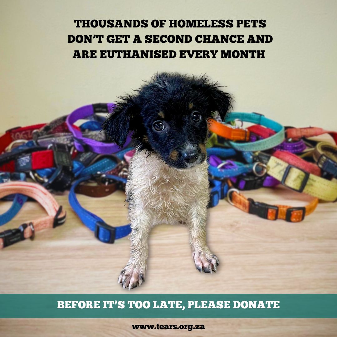 BEFORE IT’S TOO LATE, PLEASE DONATE 🐈‍⬛🐕

Our Veterinary Hospital, Mobile Clinics, Kennel and Cattery services are stretched beyond capacity. 

We cannot afford to fail them. 

Your monthly donation enables our life-saving work.

Please donate today >> tears.org.za/monthly-giving…