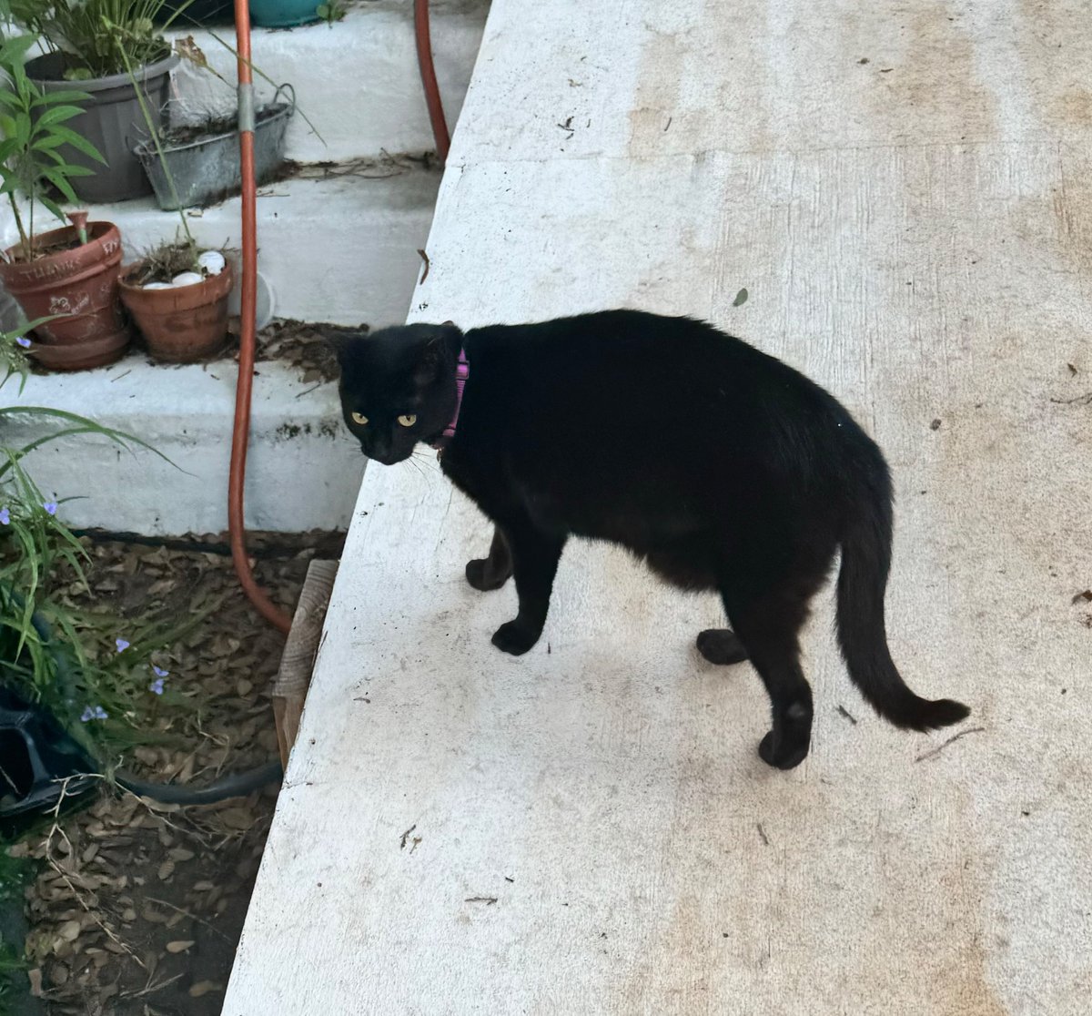 Mark Olson tweet media