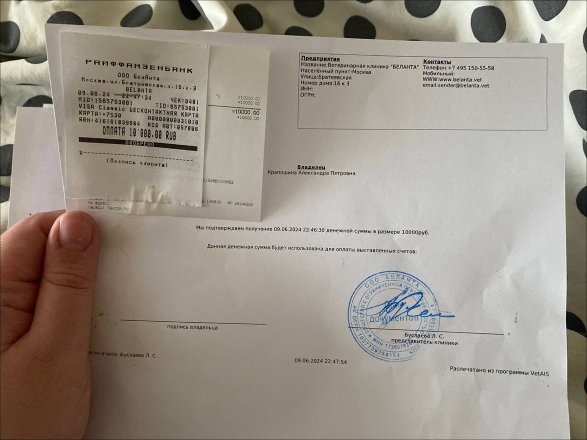 ‼️НУЖНА ПОМОЩЬ‼️

Кот выпал с 7 этажа, сейчас ему нужна оперативная помощь в реанимации. 

Если готовы и хотите помочь, скидывайте денюжку сюда 
tinkoff.ru/cf/AaGRA5Oj35T