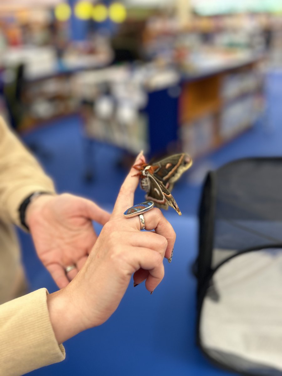 BTPL_MI's tweet image. Miss Nicole brought in a recently hatched Cecropia moth last week, where staff and patrons were able to see the largest species of moth in Michigan before she let it free outside the library on Thursday evening!

#CecropiaMoth #LibraryFun #LibraryLife
