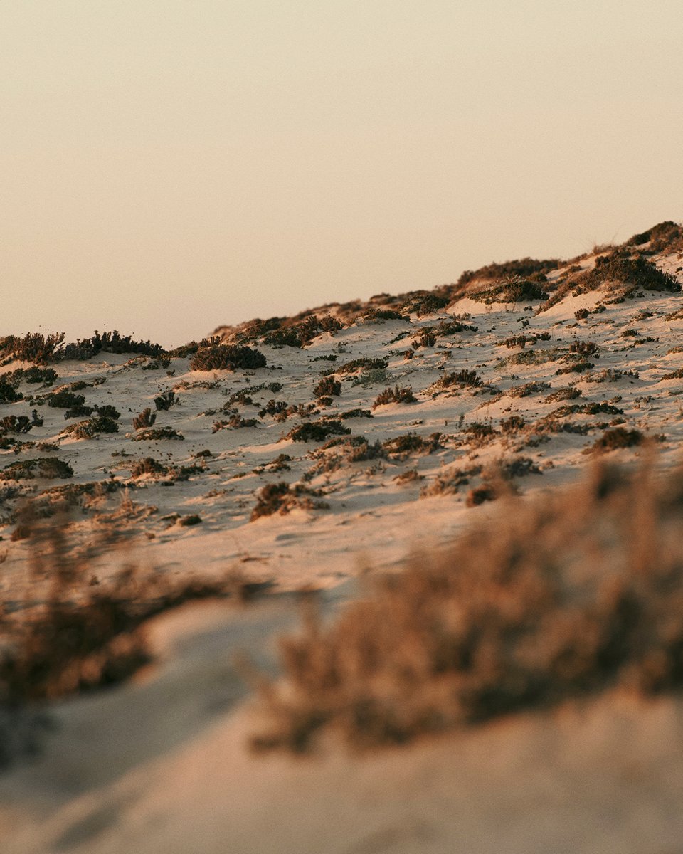 Zegna's tweet photo. NO WATCH 

Mads Mikkelsen loses track of time as he explores the expansive sand dunes.

#OASILINO #SS24 https://t.co/FnIXJYc1Ne