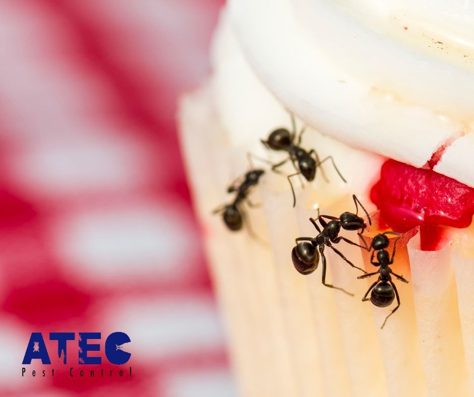 ATECPEST's tweet image. Ants can be a real nuisance during the summer months. Whether they’re in your kitchen or around your yard, ATEC has the solution. Call us now to book an appointment: 256-533-6754 #AntControl #PestProblems #LocalPestControl #SummerPests