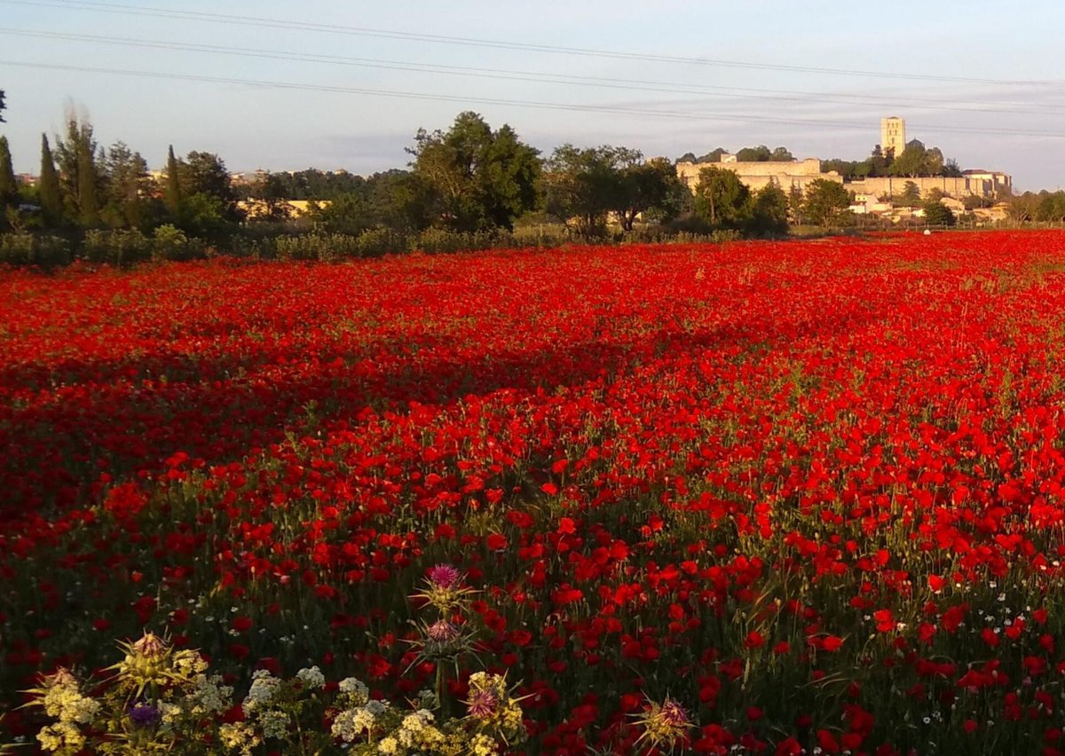 ZamoraSpain's tweet photo. Vista de la cuidad desde el precioso campo de amapolas 😍

#zamoraenamora #descubrezamora #turismozamora https://t.co/KaOe6aDOcJ
