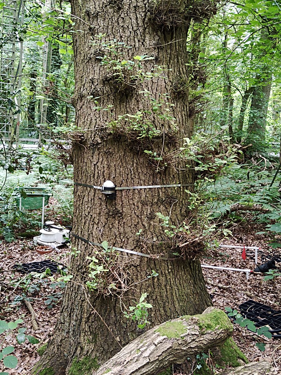 southstaffs's tweet photo. Our Arboriculture students from #Rodbaston went to one of the world's largest climate change experiments managed by @BIFoRUoB. The unique research facility pumps in elevated levels of carbon dioxide around the trees to stimulate the atmosphere we're predicted to have in 2050 🌲🌳 https://t.co/sTZYkrnvGH
